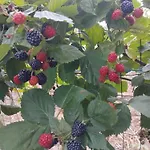 Lantställe Cascina Nuova Mombasiglio